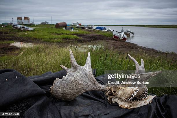 Moose skull sits atop fishing equipment on July 1, 2015 in Newtok, Alaska. Newtok has a population of approximately of 375 ethnically Yupik people...