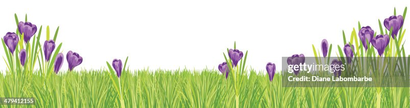 Spring Crocus and Grass Border Spring Crocus and Grass Border