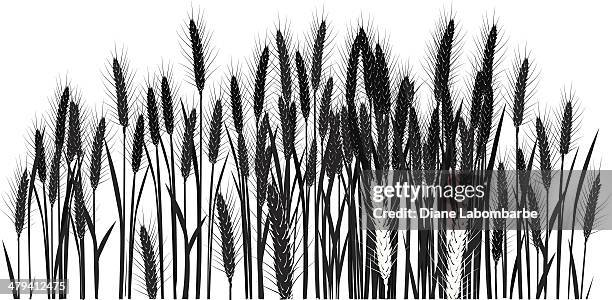 wheat field - cereal plant stock illustrations