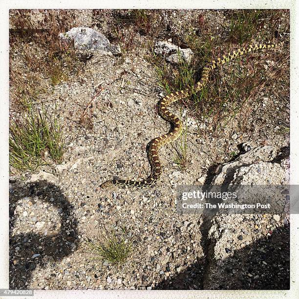 Bull snake slithers toward a burrow in Mammoth Hot Springs in Yellowstone National Park, WY on June 18, 2015. They are the largest reptile in...