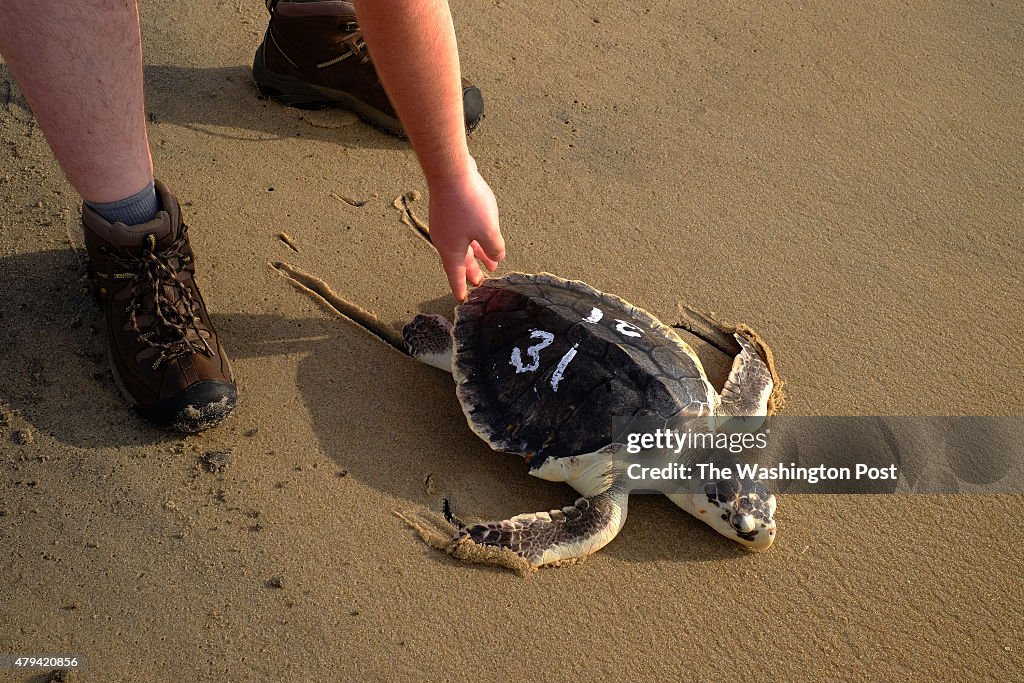 OCEAN CITY, MD - JUNE 26: A rescued Kemp's ridley sea turtles i