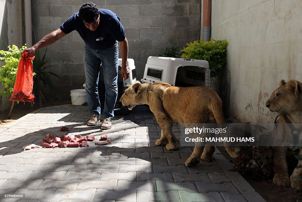 PALESTINIAN-ISRAEL-JORDAN-LION