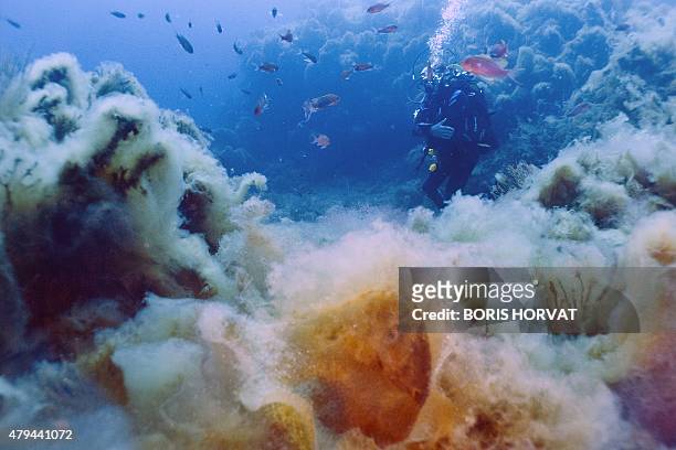Diver observes filamentous algae, locally known as thanatos, at La Ciotat in the Mediterranean sea, on July 4, 2015. Recent global warming has caused...