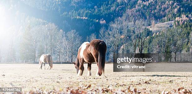 icelandic horse - icelandic horse stock pictures, royalty-free photos & images