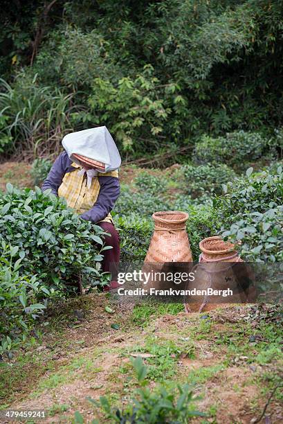 tea plantation - taipei tea stock pictures, royalty-free photos & images