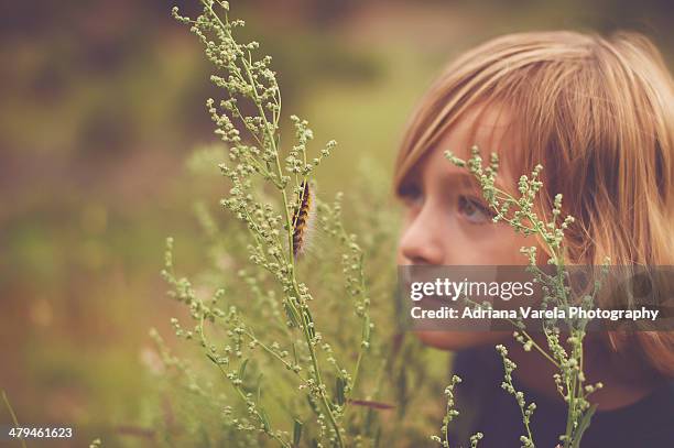 caterpillar watcher - caterpillar stock pictures, royalty-free photos & images