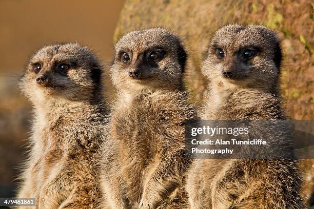 meerkats - kalahari desert 個照片及圖片檔