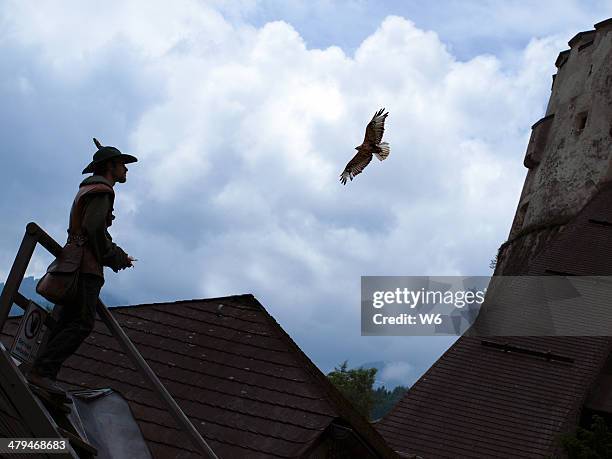 falconry demonstration - hohenwerfen castle stock pictures, royalty-free photos & images