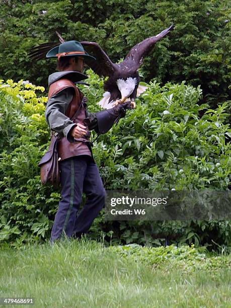 falconry demonstration - hohenwerfen castle stock pictures, royalty-free photos & images