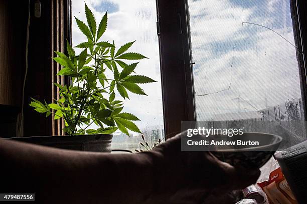 Marijuana plant is grown in window sill of a Yupik family on July 3, 2015 in Newtok, Alaska. Newtok is one of several remote Alaskan villages that is...