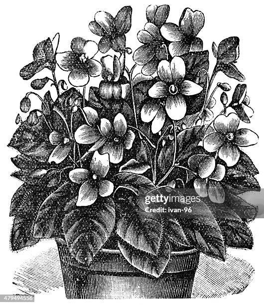 potted violets - african violet flower stock illustrations