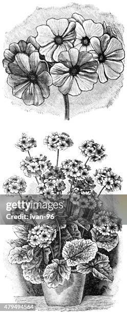 primrose - cutting vegetables stock illustrations
