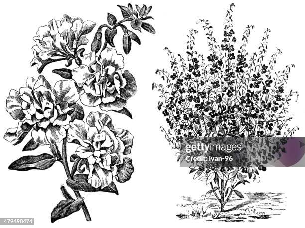 clarkia or mountain garland - godetia stock illustrations