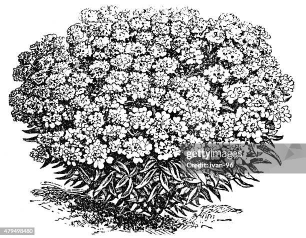 iberis - candytuft stock illustrations