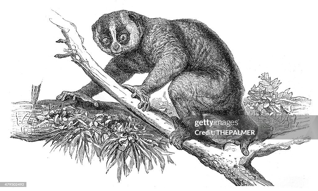 Plumplori engraving 1895