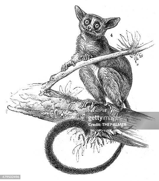 galago engraving 1895 - bush baby stock illustrations