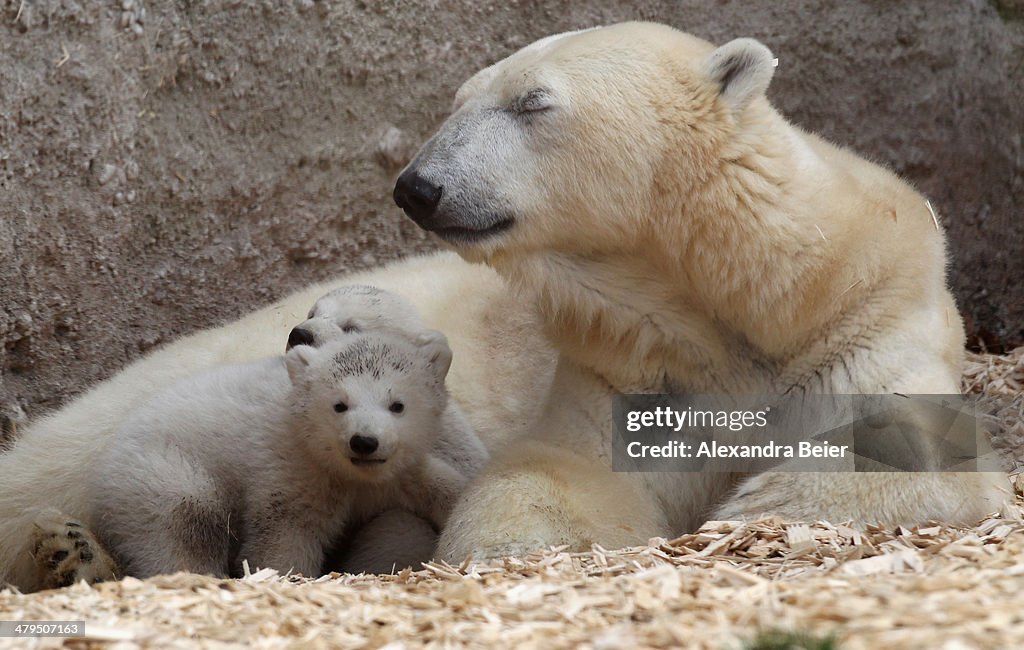 Munich Zoo Presents Twin Polar Bear Babies