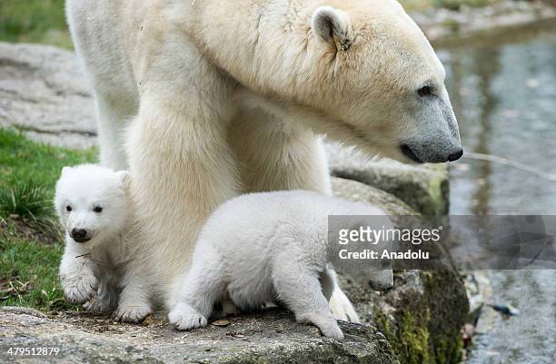 Week-old polar bear cubs and their mother Giovanna play in their enclosure at Hellabrunn Zoo in Munich, on March 19, 2014. Polar bear cubs attract...