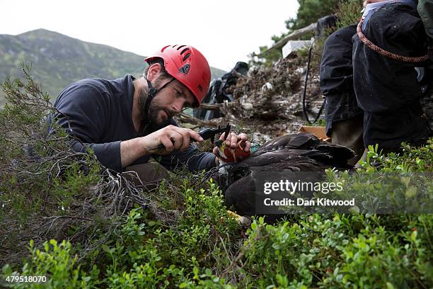 Conservationists Ewan Weston and Justin Grant take a birds measurements before attaching GPS satellite tags to two seven and a half week old Golden...