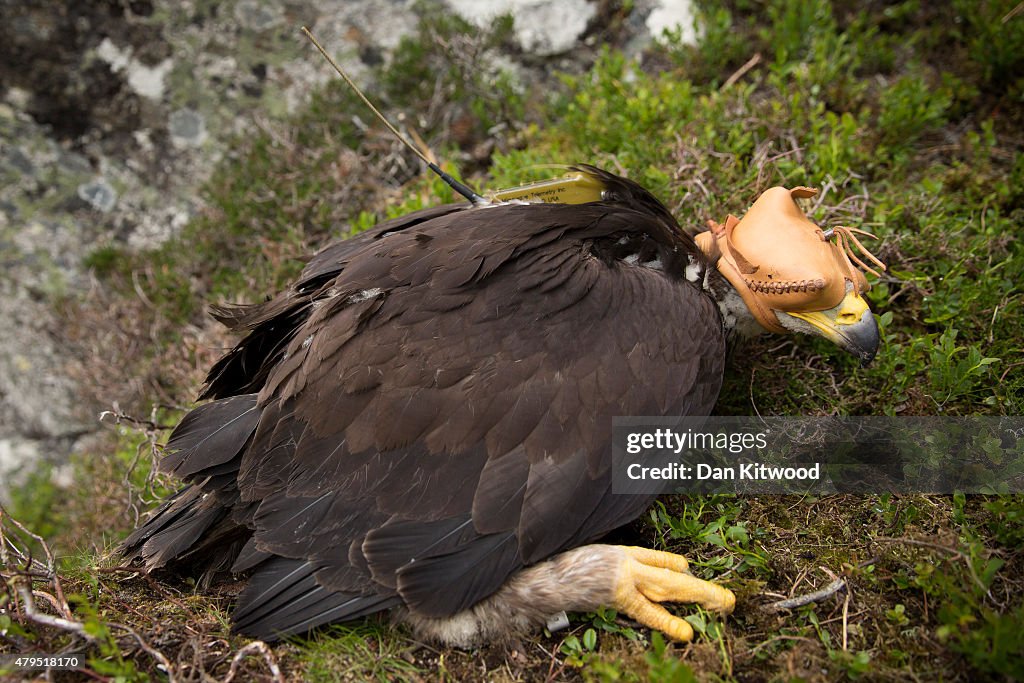 Golden Eagles Are Tagged As Part Of National Survey