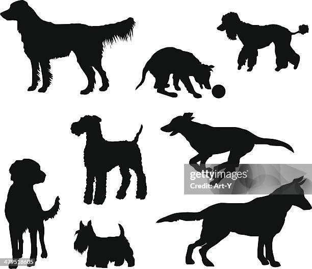 my dogs (vector & jpg) - airedale terrier stock illustrations