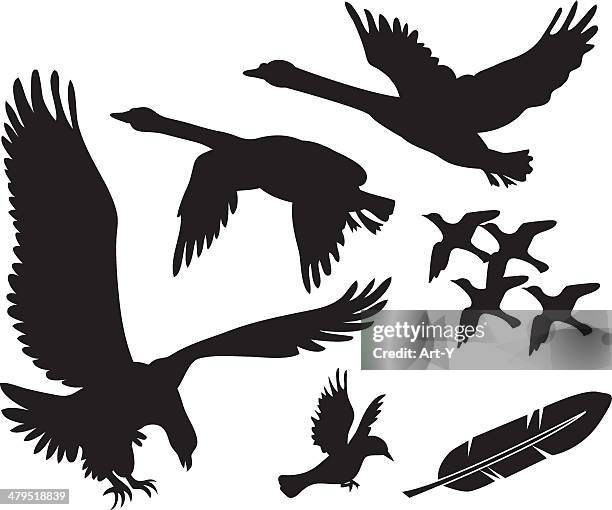 vektor vögel-swans, adler und andere - schwan stock-grafiken, -clipart, -cartoons und -symbole