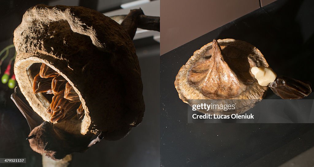 ROM curatorial staff artifacts