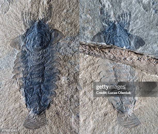 Jean-Bernard Caron - Discovered by the Royal Ontario Museum on Mount Stephen, British Columbia, this spectacular fossil is an ancient member of the...