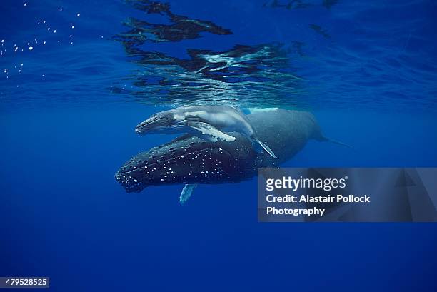 sleeping mother and calf humpback whales - ballenato fotografías e imágenes de stock