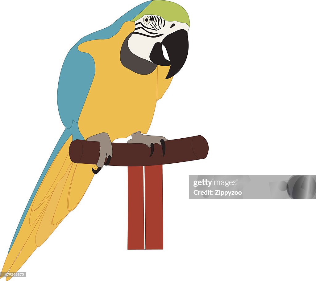 Parrot (Macaw) (Vector)