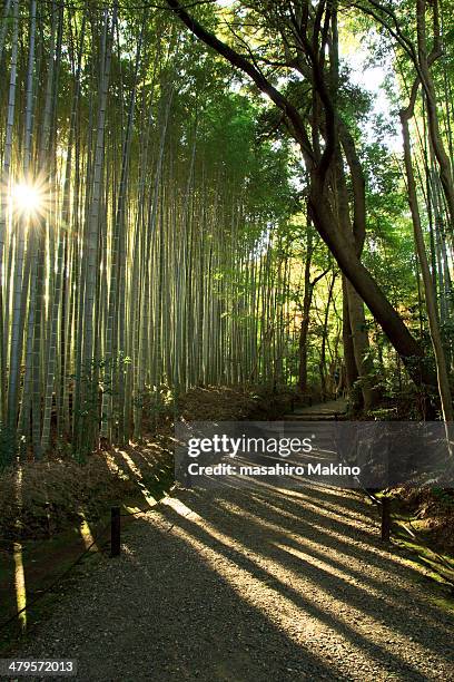 Bamboo Grove High-Res Stock Photo