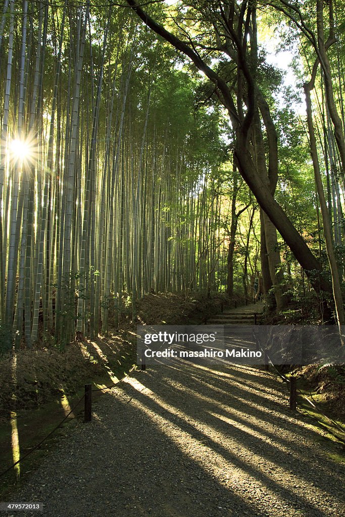 Bamboo Grove