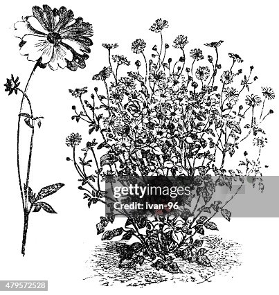 Coreopsis Coreopsis