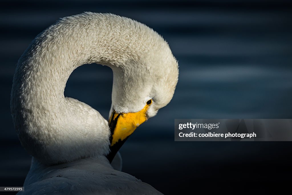 O-shaped  swan post