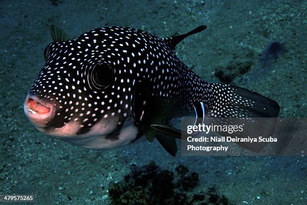 puff cleaning - spotted wrasse stock pictures, royalty-free photos & images