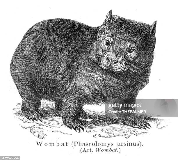 wombat engraving 1895 - wombat stock illustrations
