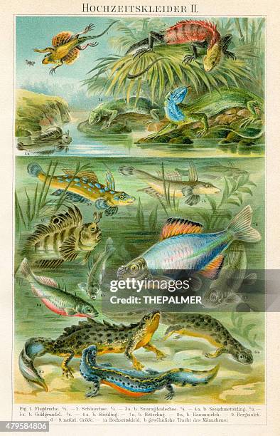 around the pond lithograph 1895 - newt stock illustrations