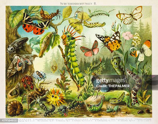 insects protection devices lithograph 1895 - butterfly insect stock illustrations