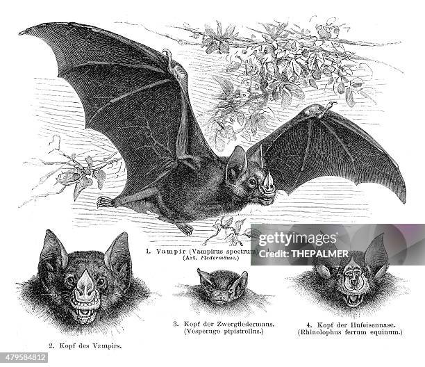 bats antique engraving 1895 - bat animal stock illustrations