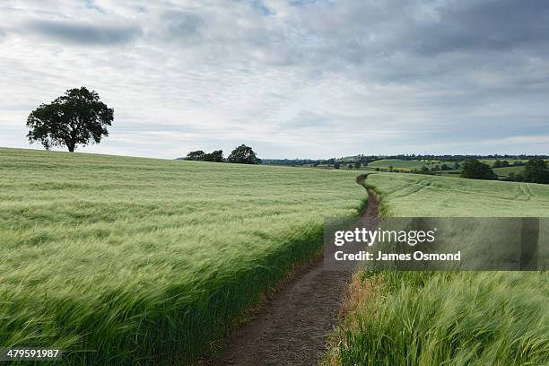 winding path - trail foto e immagini stock