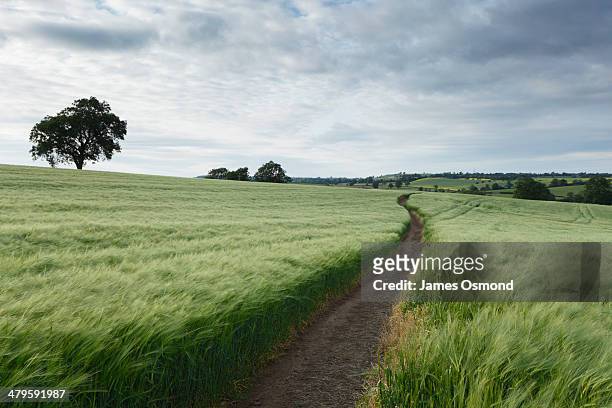 winding path - footpath stock pictures, royalty-free photos & images
