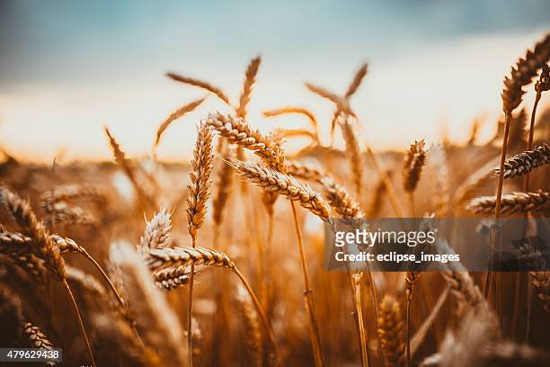 trigo - paisaje agrícola fotografías e imágenes de stock