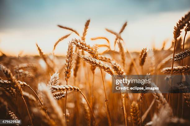 wheat - wheat stock pictures, royalty-free photos & images