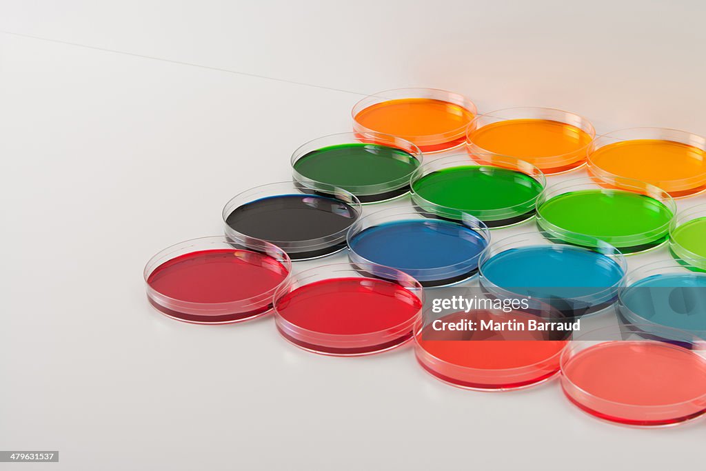 Rows of colorful petri dishes