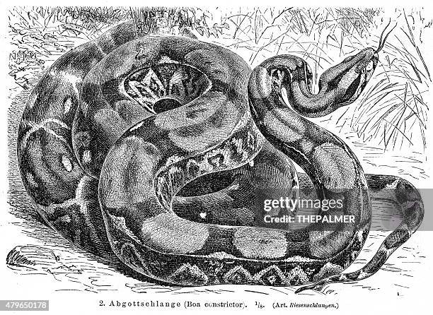 boa constrictor engraving 1896 - boa constrictor stock illustrations