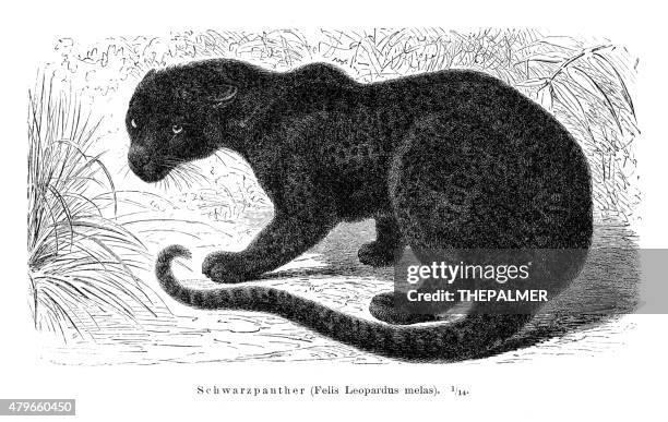 238点のクロヒョウイラスト素材 Getty Images 238点のクロヒョウイラスト素材 Getty Images