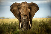 background elephant