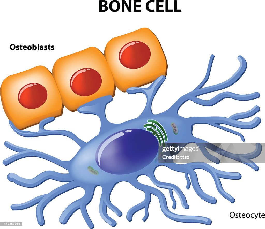 Bone Res Bone Cells High-Res Vector Graphic - Getty Images