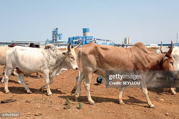 Cows walk passed the Dangote Industries cement plant under construction in Pout, some 50 km from Dakar, on February 6, 2014. The construction of the...
