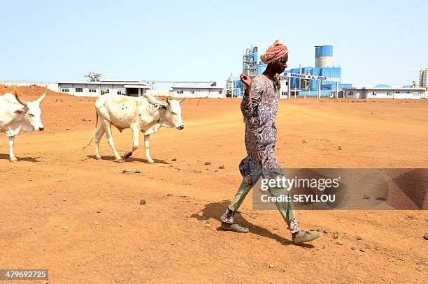 Shepherd and cattle walk passed the Dangote Industries cement plant under construction in Pout, some 50 km from Dakar, on February 6, 2014. The...